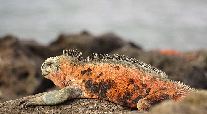 AM –  El Barranco, Prince Philip’s Steps (Genovesa Island)