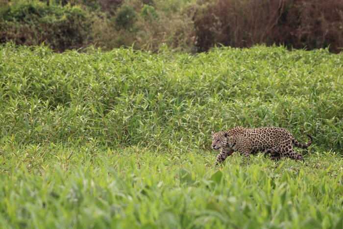 Private Boat Tour – Jaguar Spotting Experience from Porto Jofre (half day)