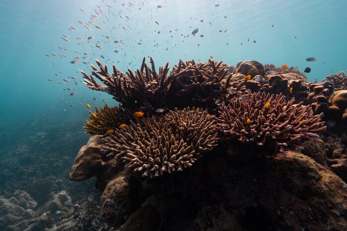 SIMILAN SNORKELING - Similan Island