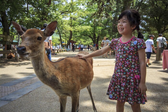 The little ones will adore the friendly deer at Kyoto's Nara Deer Park