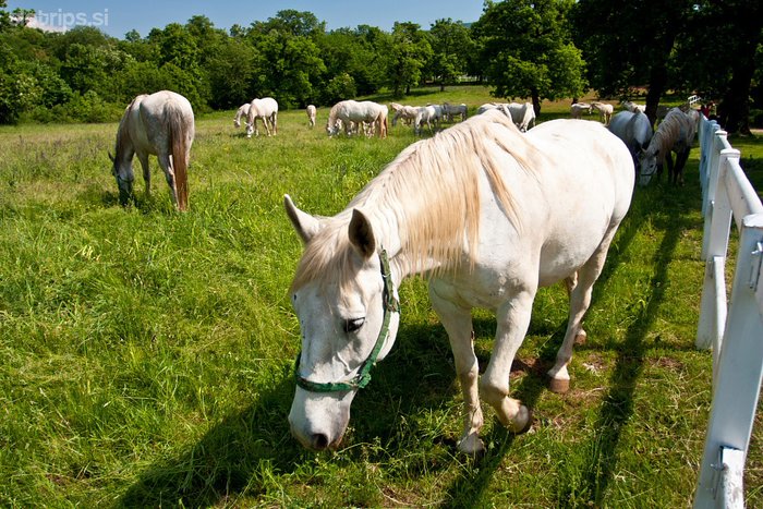 Visit Lipica Stud Farm