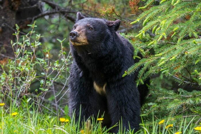 Learn about black bears on a cruise of Maligne Lake, Jasper National Park