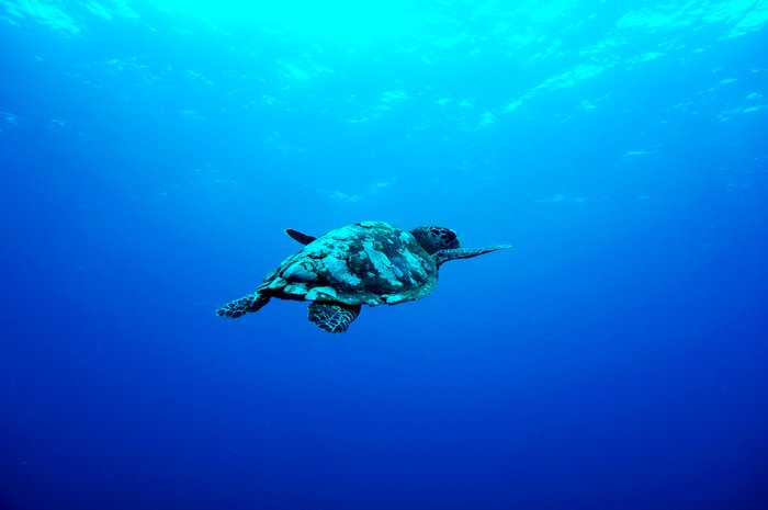 Gili Islands Snorkeling