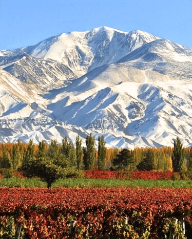 Full-Day 3 Wineries - Uco Valley