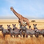 See giraffes and zebra in Tanzania's Serengeti