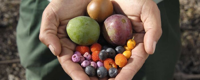 Botanic Gardens Indigenous Bush Tucker Walk