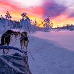 Go dogsledding in an Arctic wonderland near Luleå, in Swedish Lappland
