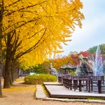 Walk amid the ginkgo trees on half-moon shaped 2.40-mile (4 km) Nami Island
