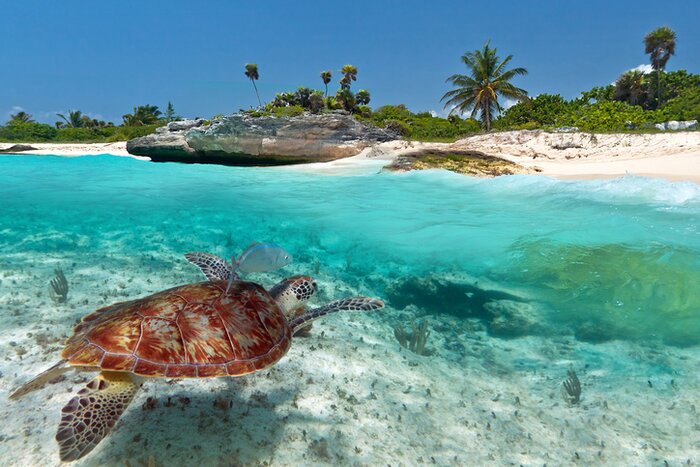 A Maya Riviera turtle
