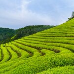 Green tea terraces at Boseong, site of the Boseong Aromatic Tea Festival
