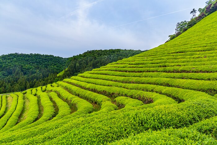 Green tea terraces at Boseong, site of the Boseong Aromatic Tea Festival