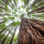 Rotorua's towering redwood forest