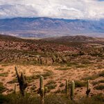 Experience the isolation of unspoiled Los Cardones National Park, Argentina