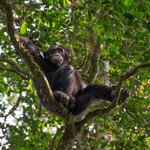 Search for chimpanzees in Rwanda's Nyungwe Forest National Park