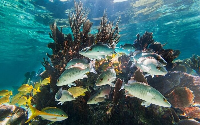 Laughing Bird Snorkeling.