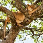 A lion naps in the Maasai Mara 