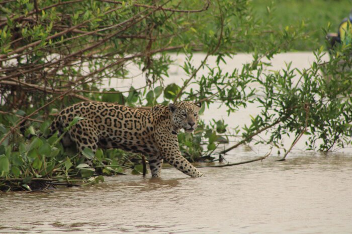 Private Boat Tour – Jaguar Spotting Experience from Porto Jofre