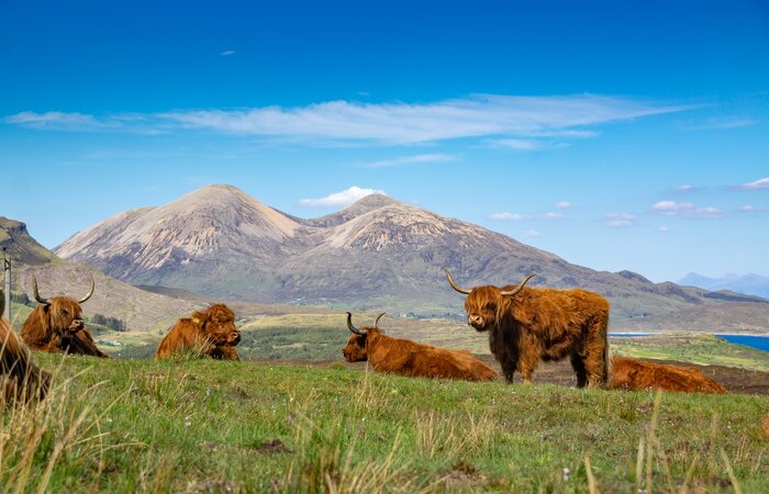 Meet the Highland Cows
