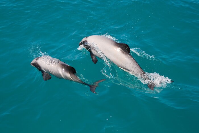Akaroa Dolphins Nature Cruise