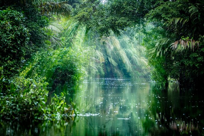 Boat through lush jungles near Costa Rica's Caribbean coast on your honeymoon