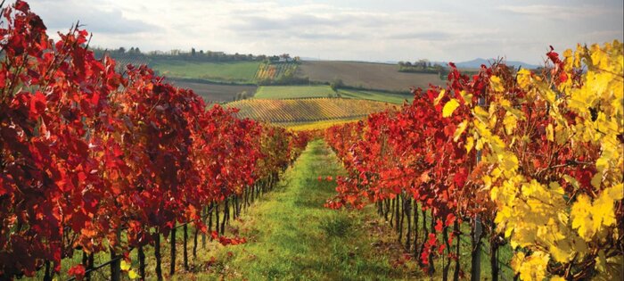 Full day Cape Winelands Tour	