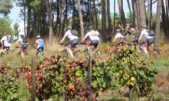 Bike Through The Vineyards