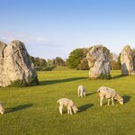 Spring lambs graze among the ancient standing stones at Avebury