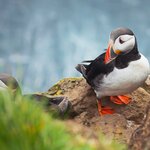 A vibrant Atlantic puffin rests on the cliffs at Latrabjarg