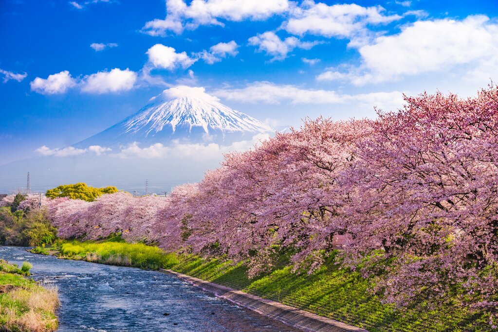 Sakura cherry blossoms along Urui River