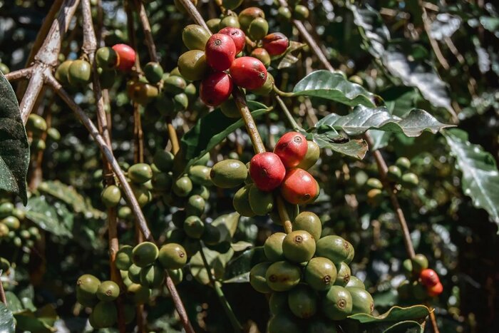 Experience Coffee Plantation Tour