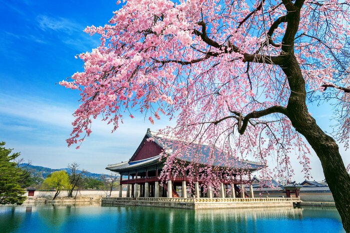 Enjoy the springtime colors of South Korea on this nine-day tour