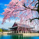 Enjoy the springtime colors of South Korea on this nine-day tour