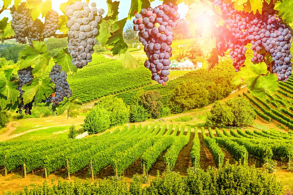 Grapes in a Cape Winelands vineyard