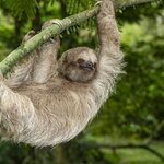 Meet sloths and other wildlife on this family-friendly Costa Rica Tour