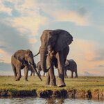 Elephants in Chobe