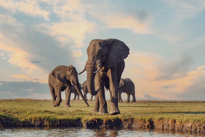 Elephants in Chobe