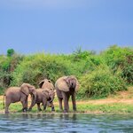 Look out for elephant bush elephants as you sail down the Kazinga Channel