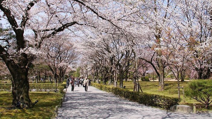 Chase Cherry Blossom in Kyoto