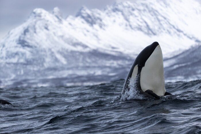 An orca "spyhops" in Tromsø