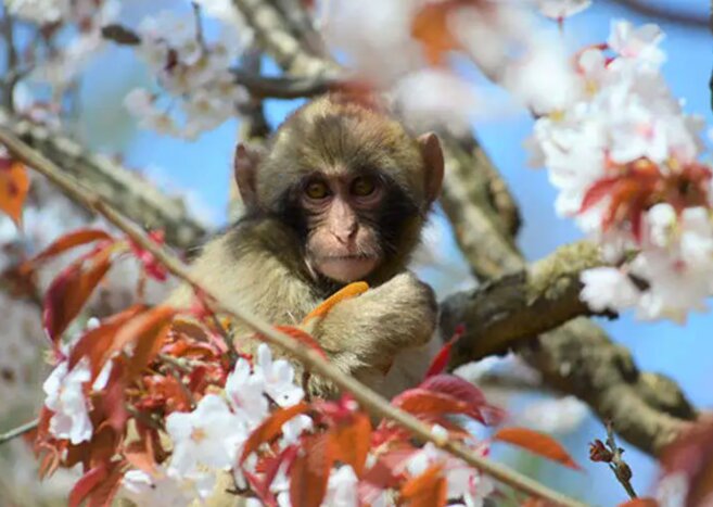 Day Trip to Arashiyama:  Rickshaw Ride ， Bamboo Grove, Monkey Park and Tea Ceremony in Kimono