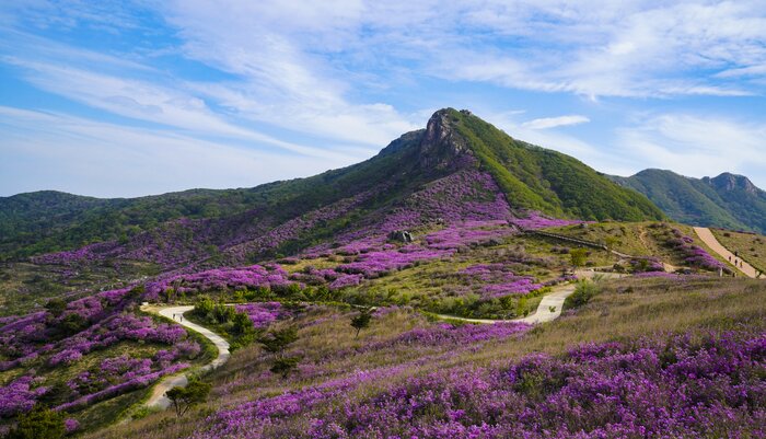 Azealas carpet Hwangmaesan toward the end of April