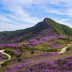 Azealas carpet Hwangmaesan toward the end of April