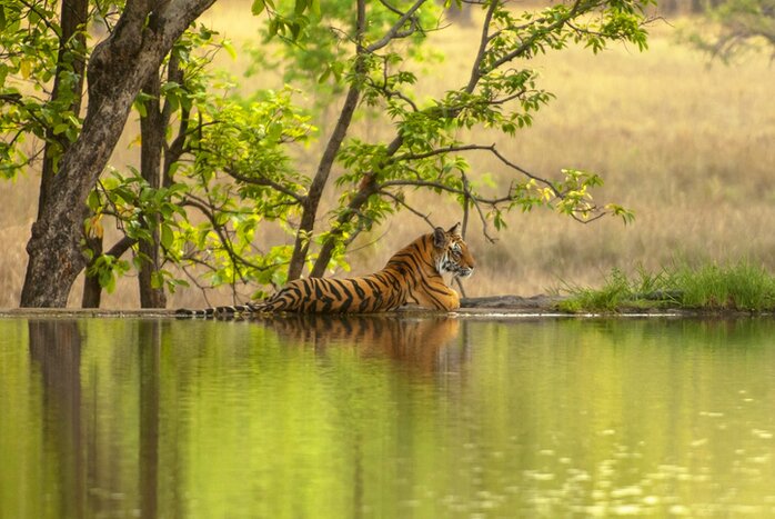 Spend two days spotting tigers on safari in Ranthambore National Park