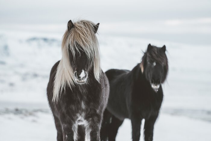 Ride Icelandic horses across winter landscapes