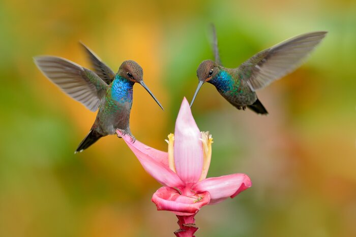 Mindo Experience: Hummingbirds