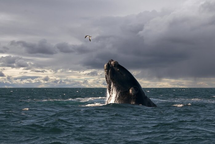 Whale watching off Puerto Madryn, gateway to Península Valdés