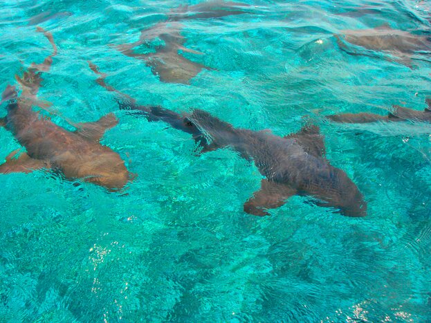 You'll get the chance to swim with harmless nurse sharks in the Hol Chan Marine Reserve