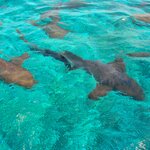 You'll get the chance to swim with harmless nurse sharks in the Hol Chan Marine Reserve