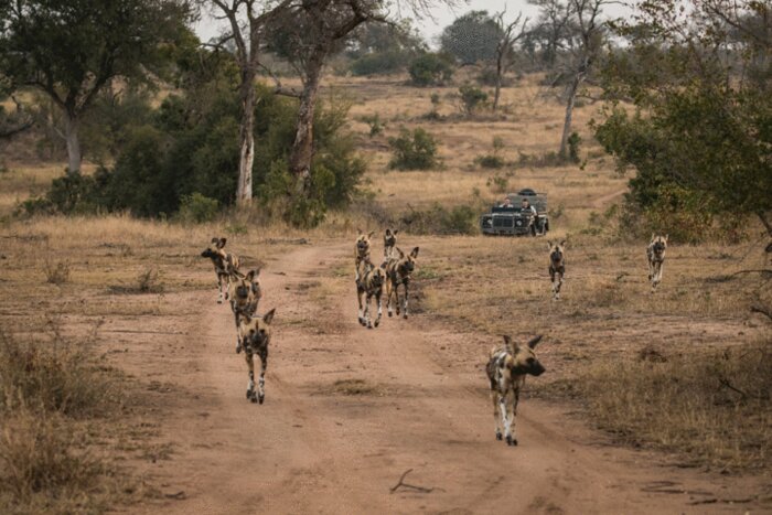 Morning and Afternoon Game Drives in South Luangwa National Park