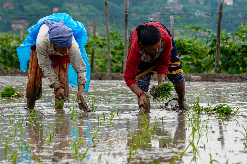 Summer in Nepal, group of women plant rice in calf-deep murky water
